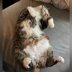 Meet your Posher, Dotty